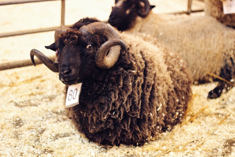 Shetland Ram